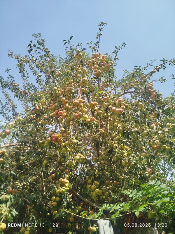 Kushkaki Mazor, Tajikistan
