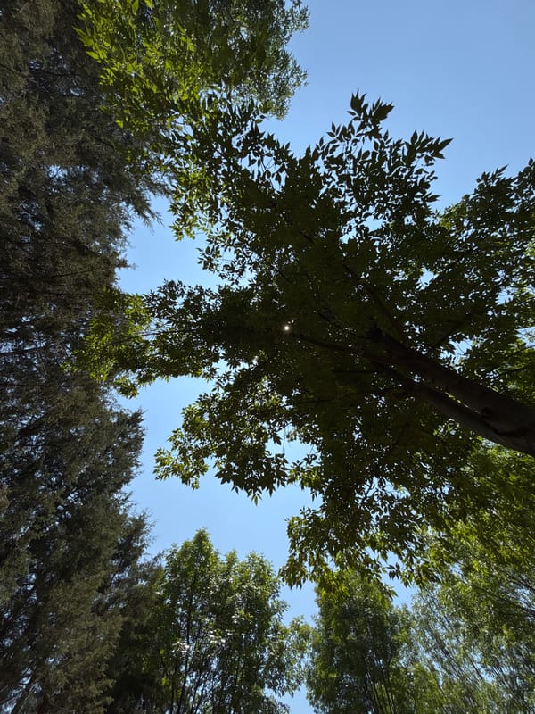 Tree canopy photographed against clear sky in Mexico