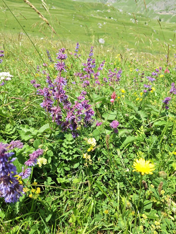 Wildflowers and mountain views across a Dargavs meadow