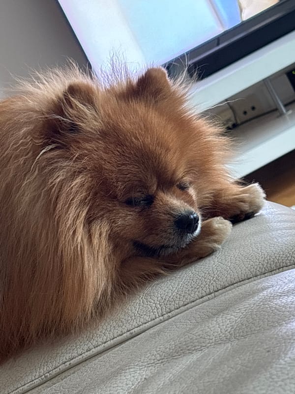 Ginger Pomeranian naps on a leather couch in Oslo