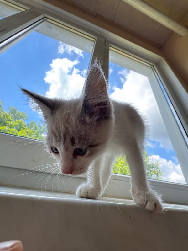 A windowsill full of kittens, trees and clouds outside