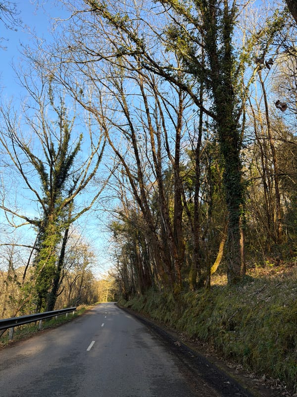 Winding forest road documented in Parres, Spain