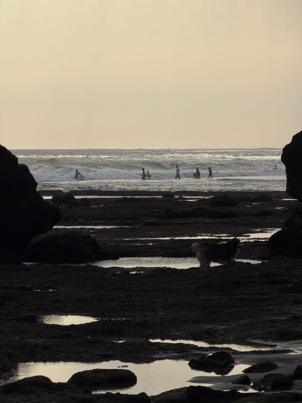 Low-tide morning at Batu Bolong Beach, dog walk included