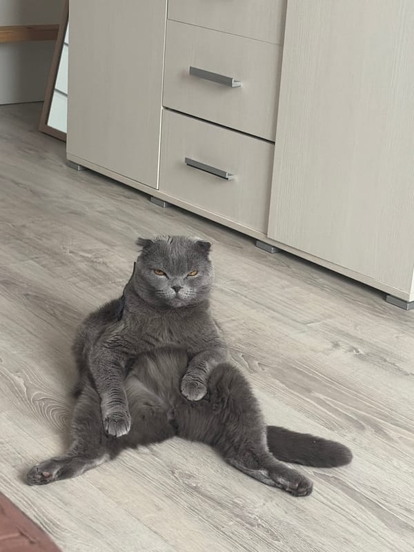 Scottish Fold cat rests on wooden floor in Saint Petersburg