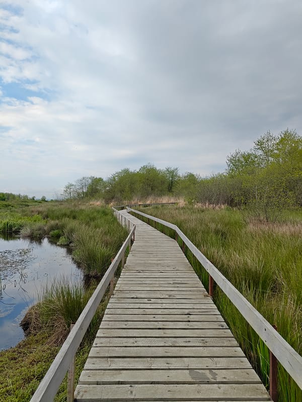 Visitor documents scenic wetland boardwalks in Kobuleti, Georgia