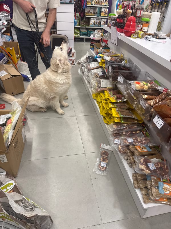 Tel Aviv scenes: dog in pet store, skyscrapers captured