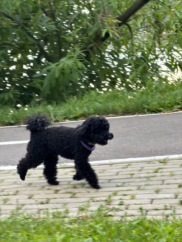 Dogs, birds, and pedestrians in a Moscow park