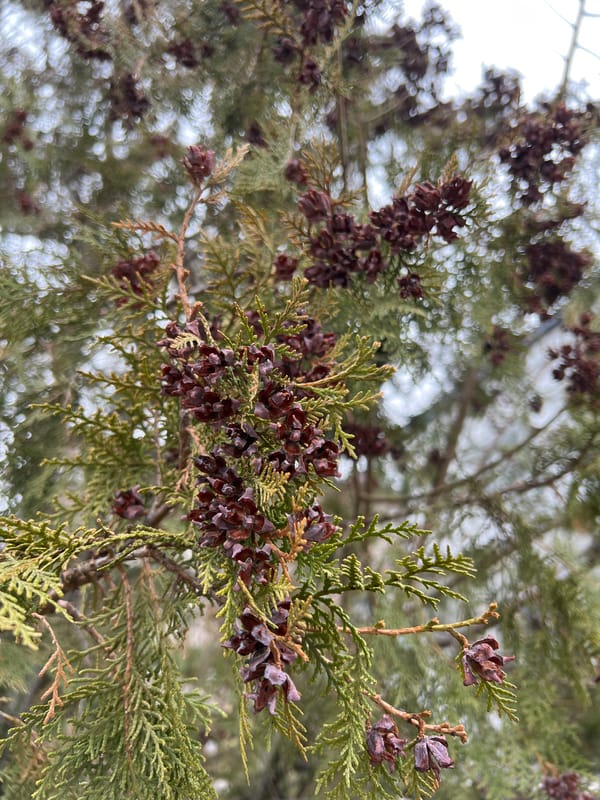 Coniferous trees with seed cones observed in Kazan