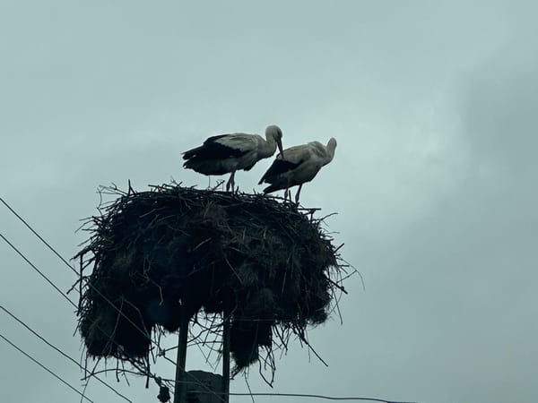 White storks nesting on utility pole in Bulgaria