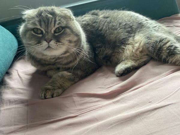 Scottish Fold cat rests on pink bed in Noviy