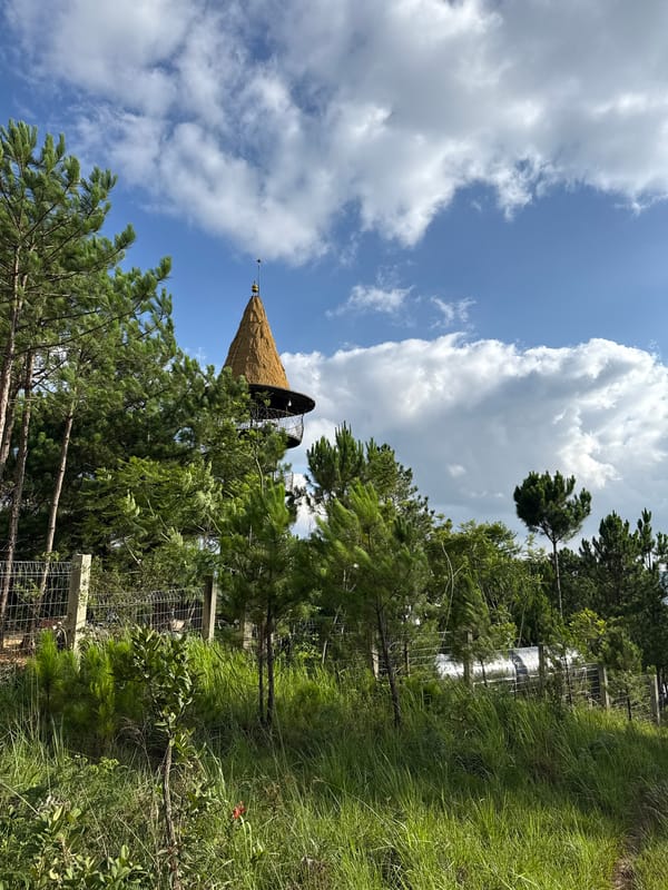 Morning landscape photography session captures Da Lat's pine forests
