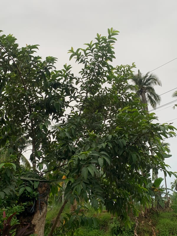Rural Philippine family documents tropical garden life and childcare