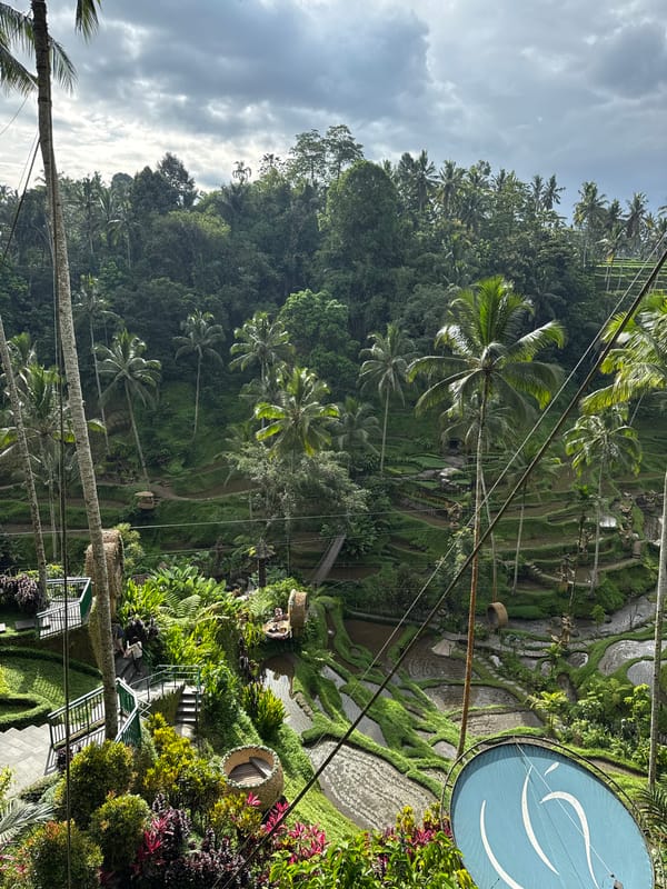 Tourist swings above Tegallalang rice terraces in red dress