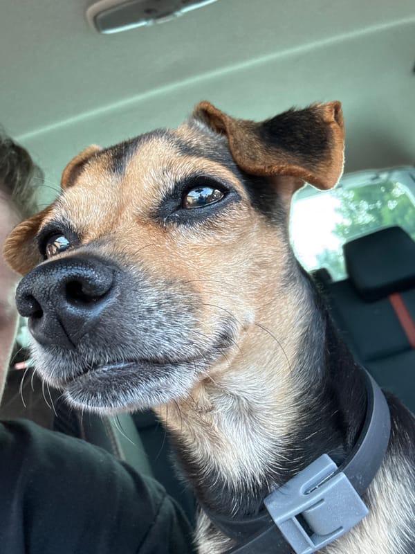 Dog takes the wheel, beer stays cold in Tervel
