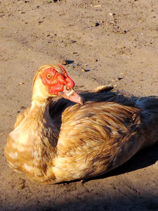 Muscovy ducks and farmyard birds on a dusty Ukrainian morning