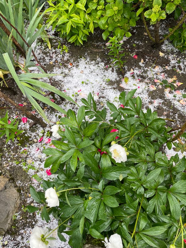 Hailstorm damages gardens and homes in Olginka, Russia