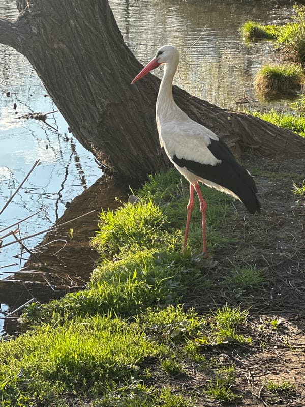 White stork spotted at water's edge in Kokalyane, Bulgaria