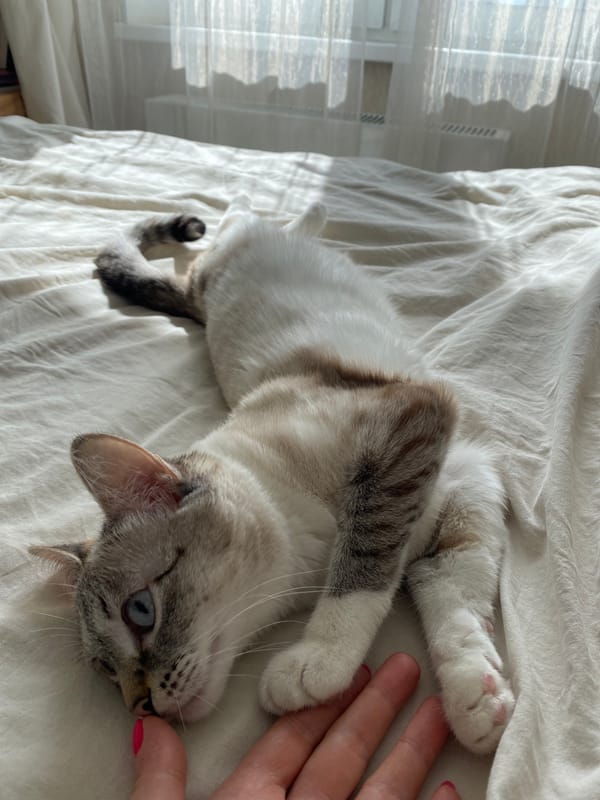 Person with pink nails pets grey cat in Yekaterinburg