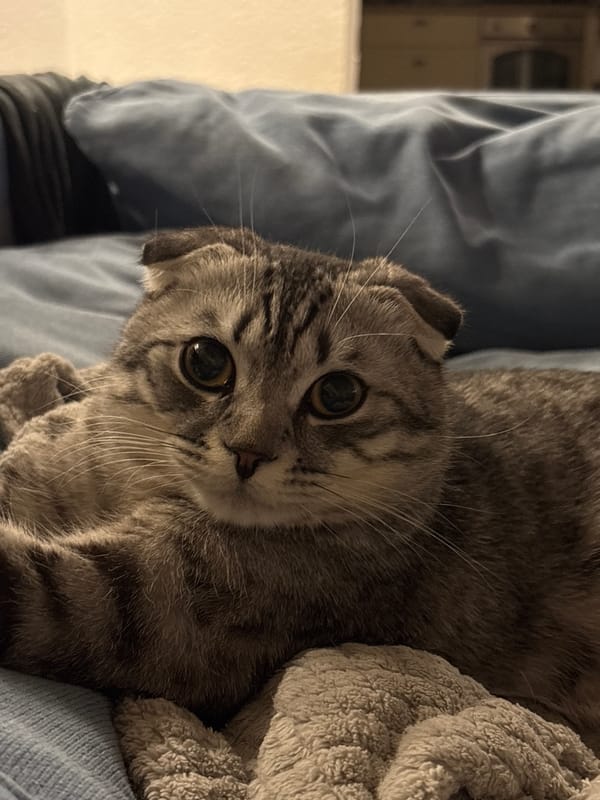 Scottish Fold cat rests peacefully on owner's lap