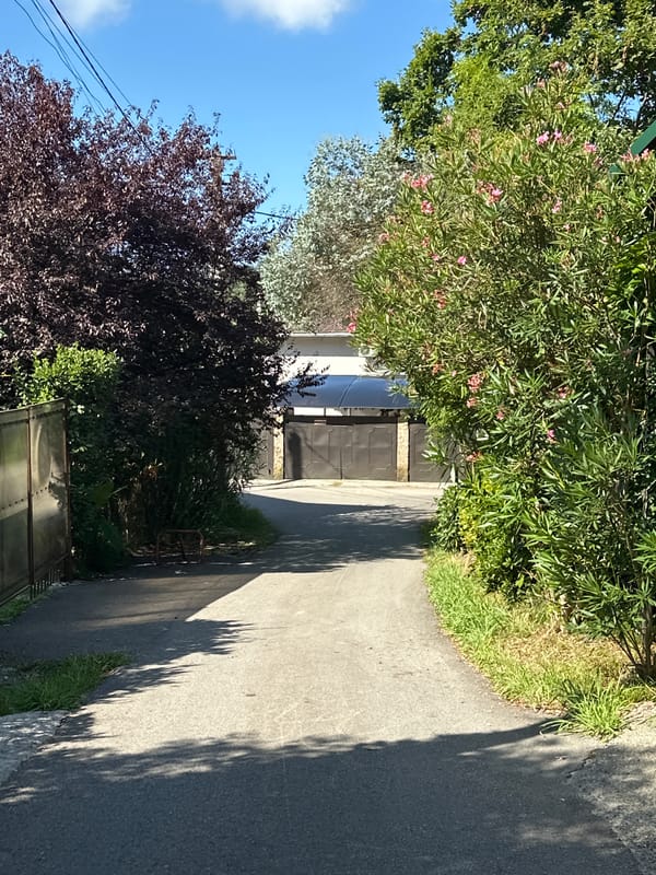 Pets, patios, and Sochi streets on a summer morning