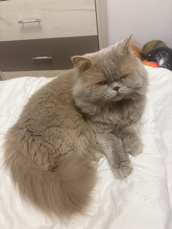 Persian cat photographed at home in Strazhitsa, Bulgaria