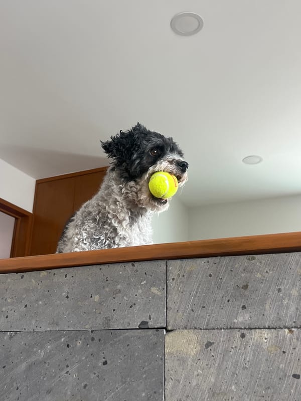 Dog with tennis ball spotted behind stone wall in Mexico