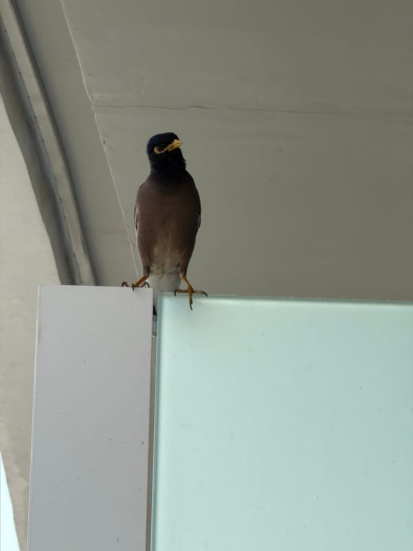 High-rise city views, a scooter stop, and a myna bird taking off