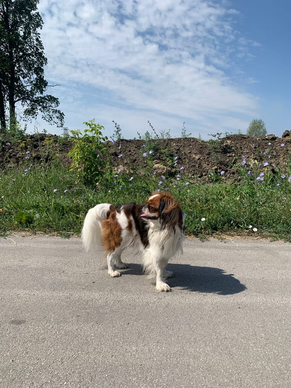 Fluffy tri-colored dog pauses on a Barnaul street