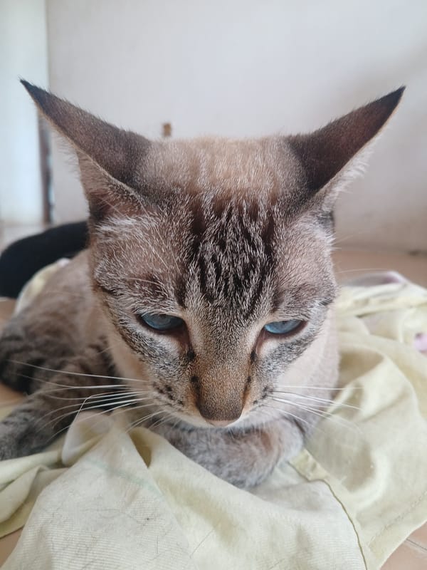 Lynx point cat photographed resting in Ciudad Guayana