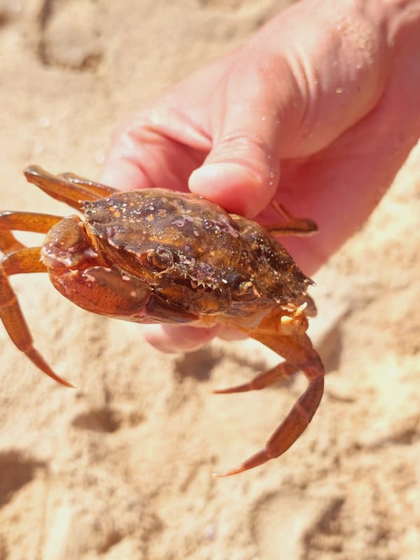 Crabs and golden sand on a Sozopol summer morning