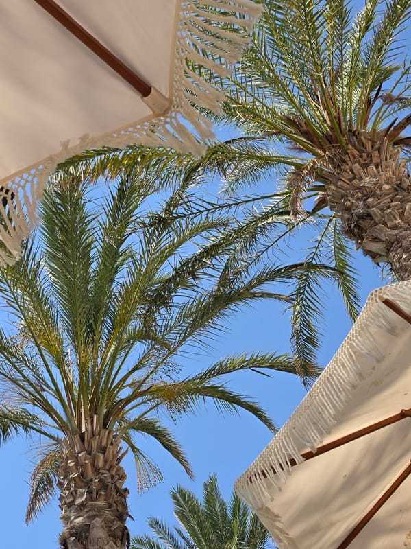 Sunny afternoon at a palm-lined seafront in Hlorakas, Cyprus
