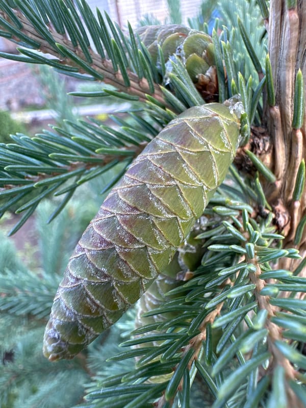 Macro details of a garden: flowers, pine, and small insects