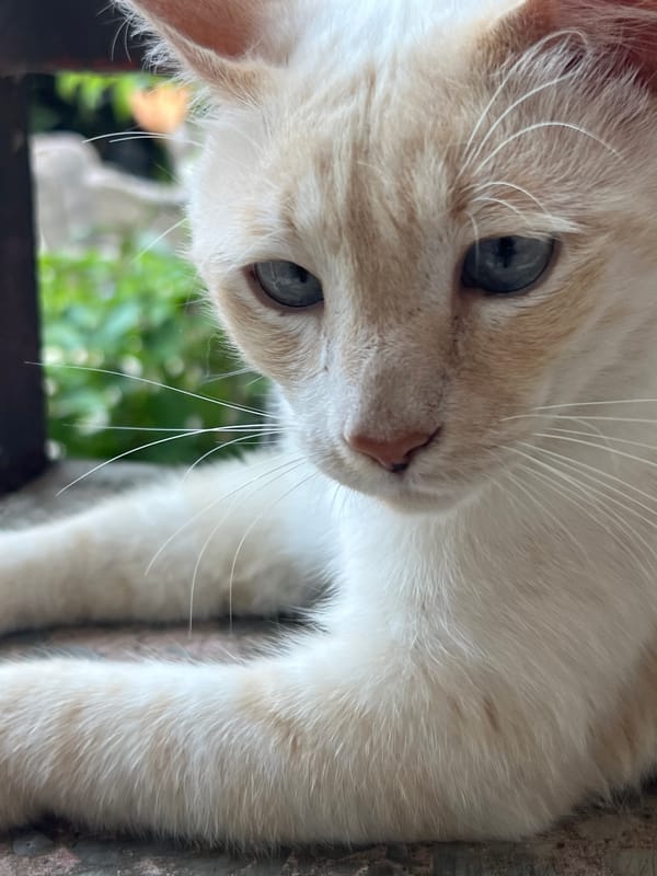 Blue-eyed cat with ginger markings rests by fence in Sochi