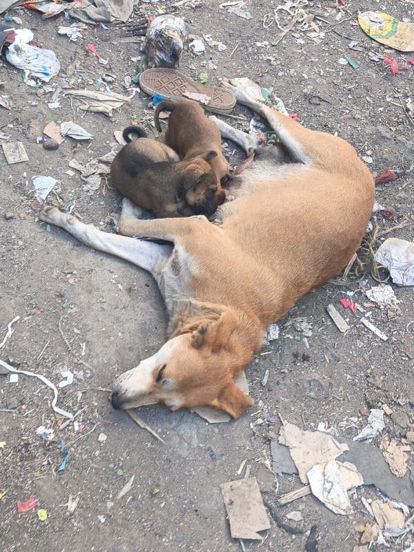 Daily street life documented across Nairobi neighborhoods