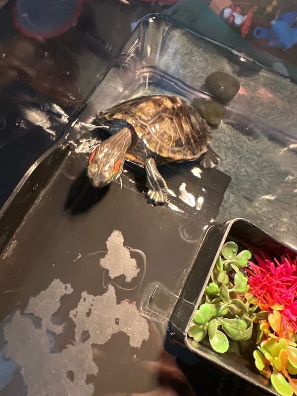 Red-eared slider turtle gets hand-fed in a home tank