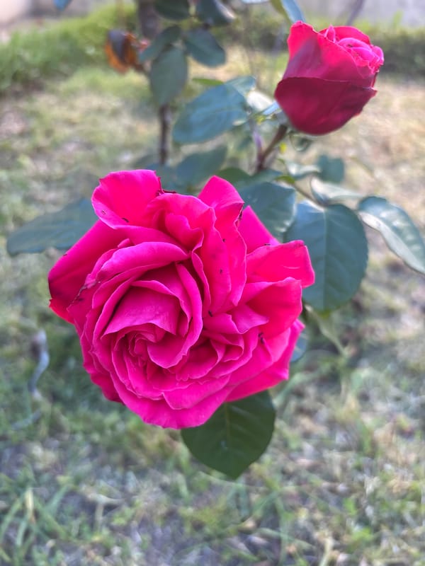 Spring blooms documented in Lisbon gardens and streets