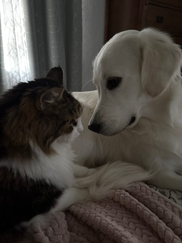 Dog and cat share a close, curious indoor moment in Tampa