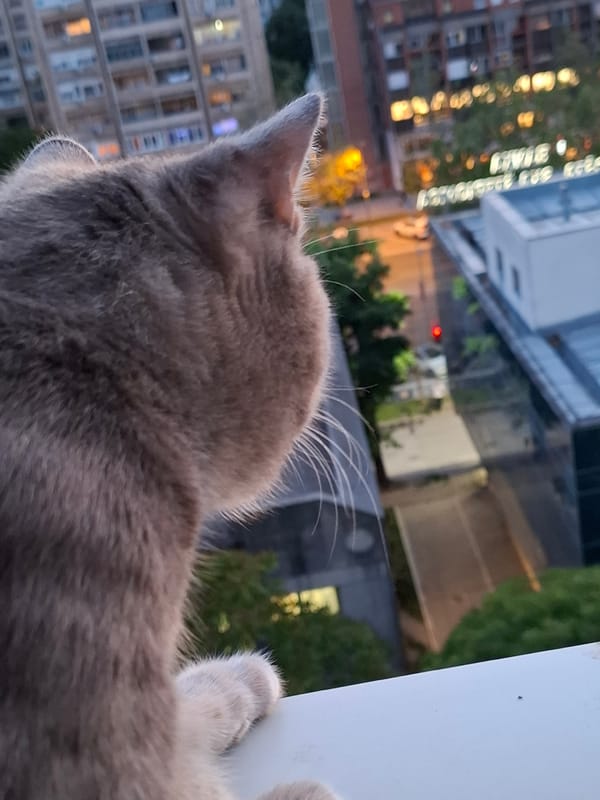 Cat watches sunset over Novi Sad cityscape