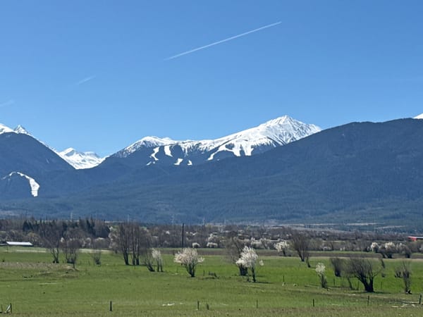 Spring blossoms spotted in rural Razlog field