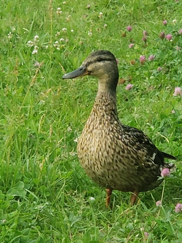 Duck in flowering grass near a bilingual park signpost