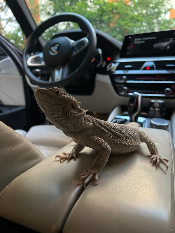 Bearded dragon rides shotgun in a Moscow BMW