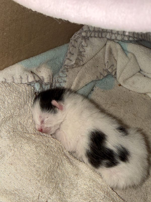 Newborn kitten sleeps on towel in Montenegro village
