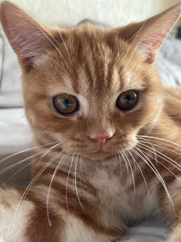 Orange tabby cat and kitten lounging at home in Kommunarka