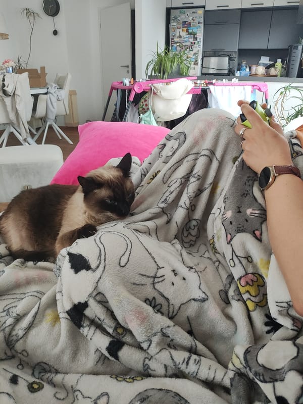 Person and Siamese cat share cozy blanket moment in Trebgast