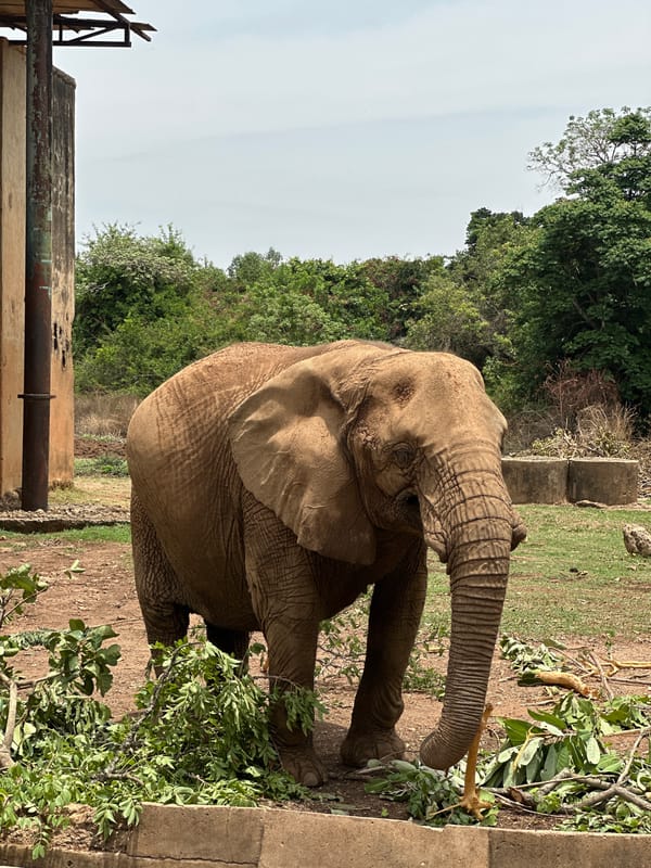African elephant feeds in Jos enclosure, Nigeria