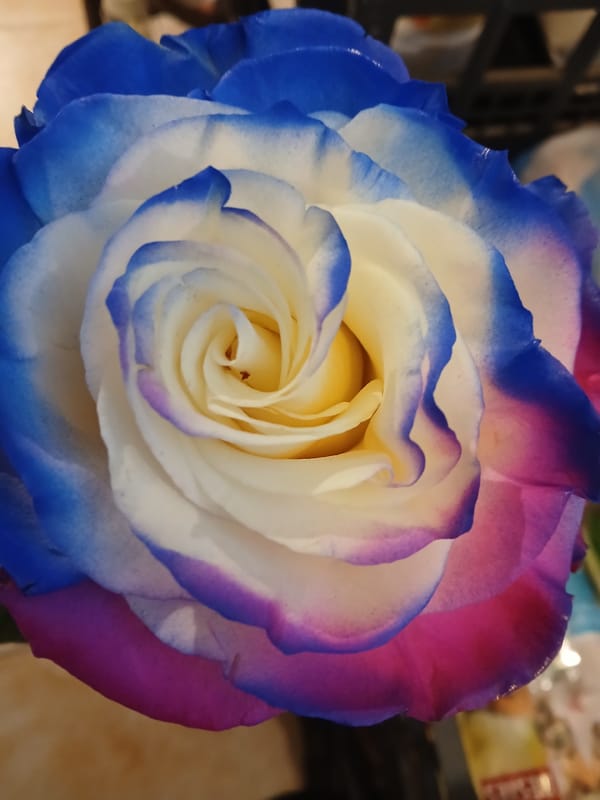 Variegated rose with blue, white, pink petals photographed in Bulgaria
