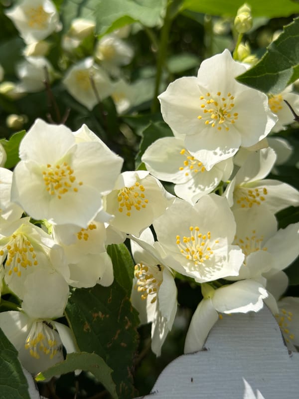 Morning garden blooms captured in detailed flower documentation session