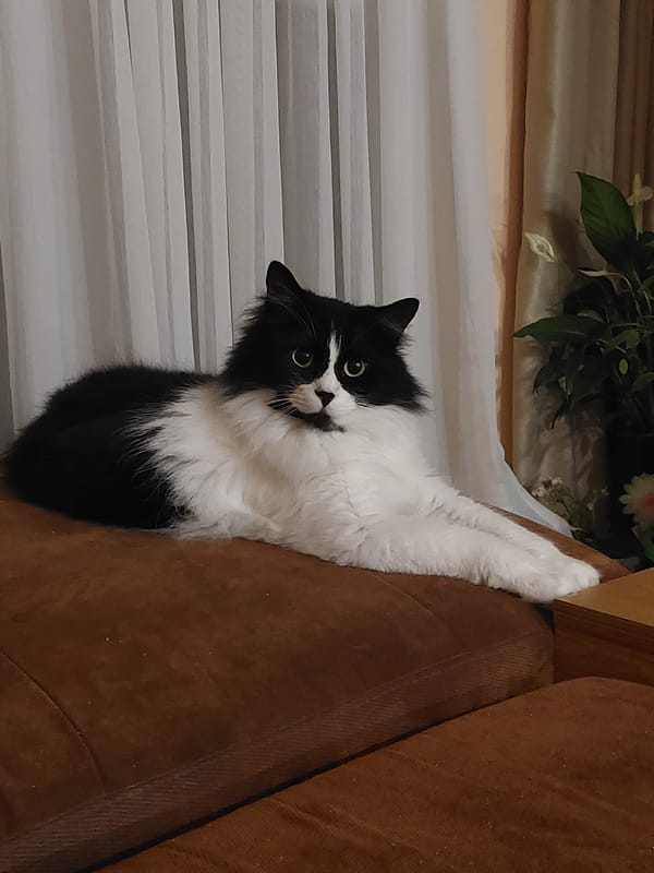 Cat sits on couch, makes eye contact in Plovdiv