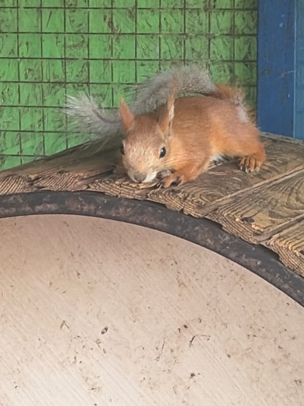 Squirrels, ducks, and a rabbit in a Russian settlement