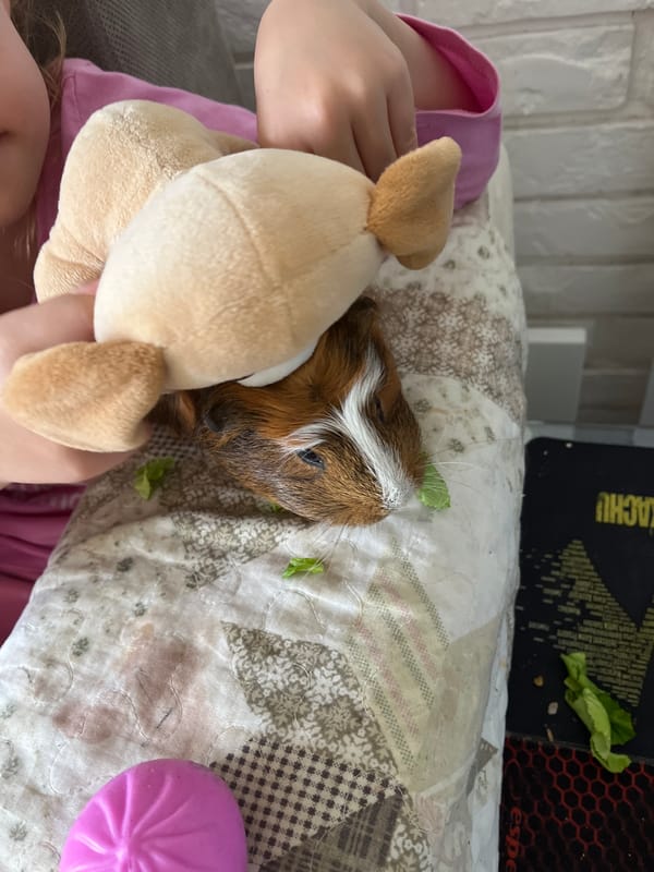 Child shares quiet morning moments with beloved guinea pig